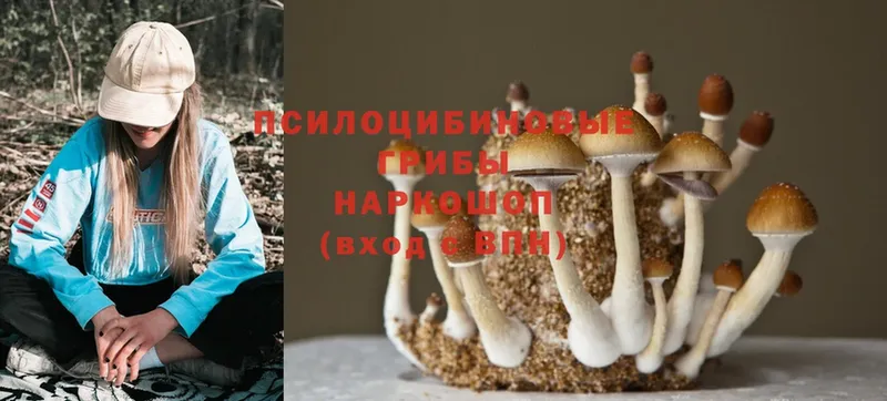 где можно купить наркотик  даркнет какой сайт  Псилоцибиновые грибы Psilocybine cubensis  Руза 